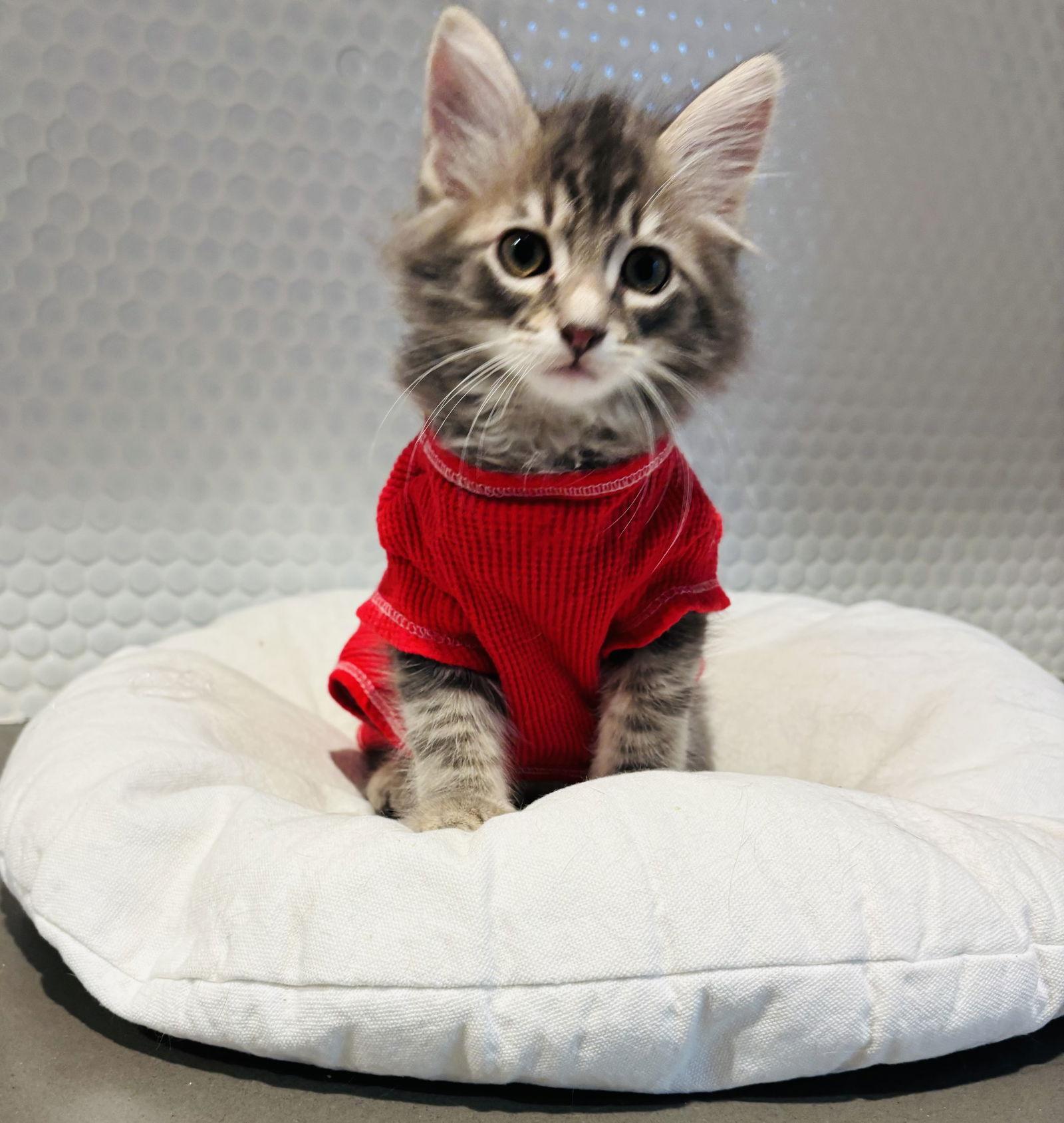 Enlarge Peter, a Adopted Domestic Medium Hair in King George, VA image 2/2