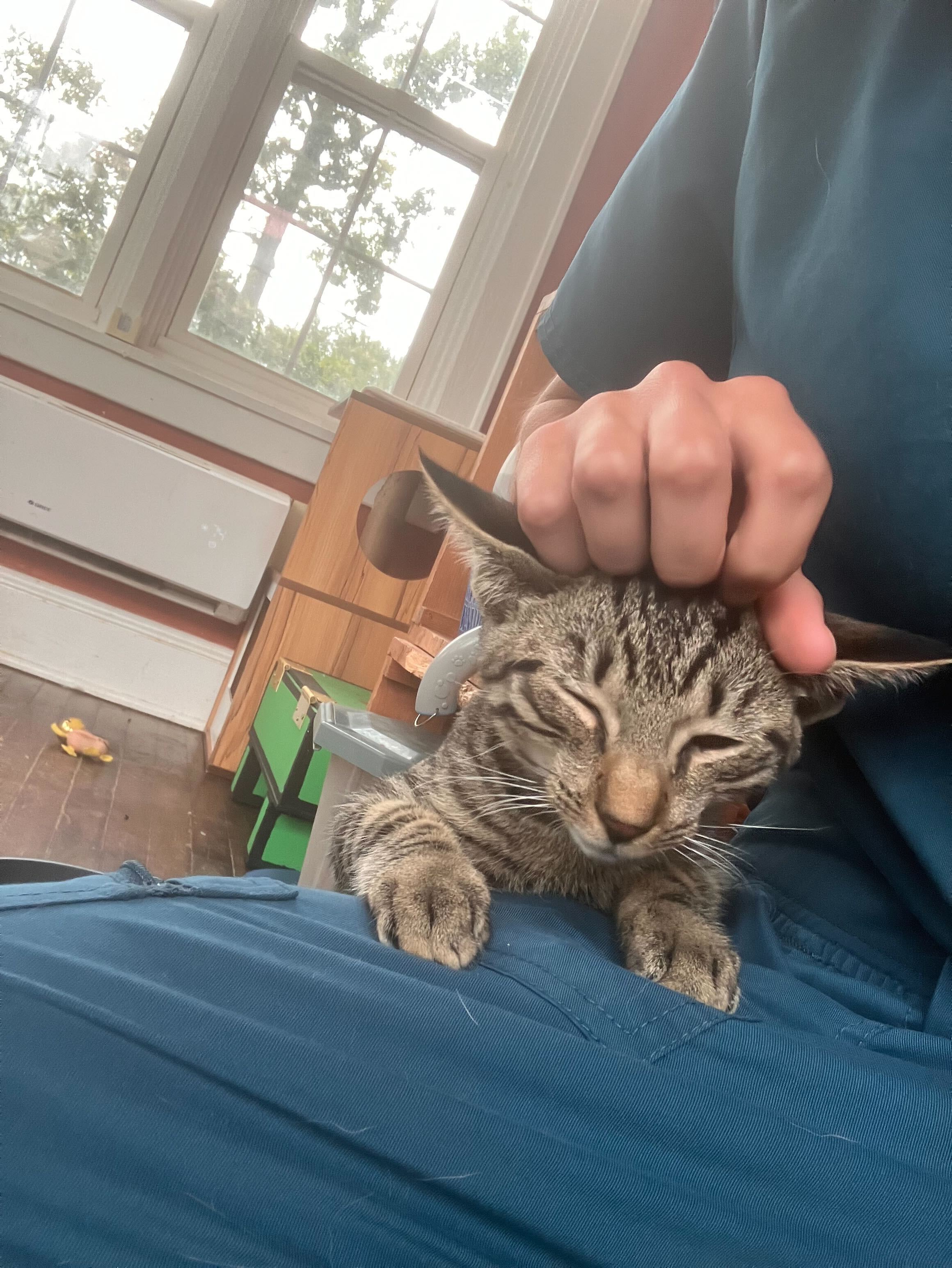 Cricket, a Adoptable Domestic Short Hair in Colbert, GA image 4/6