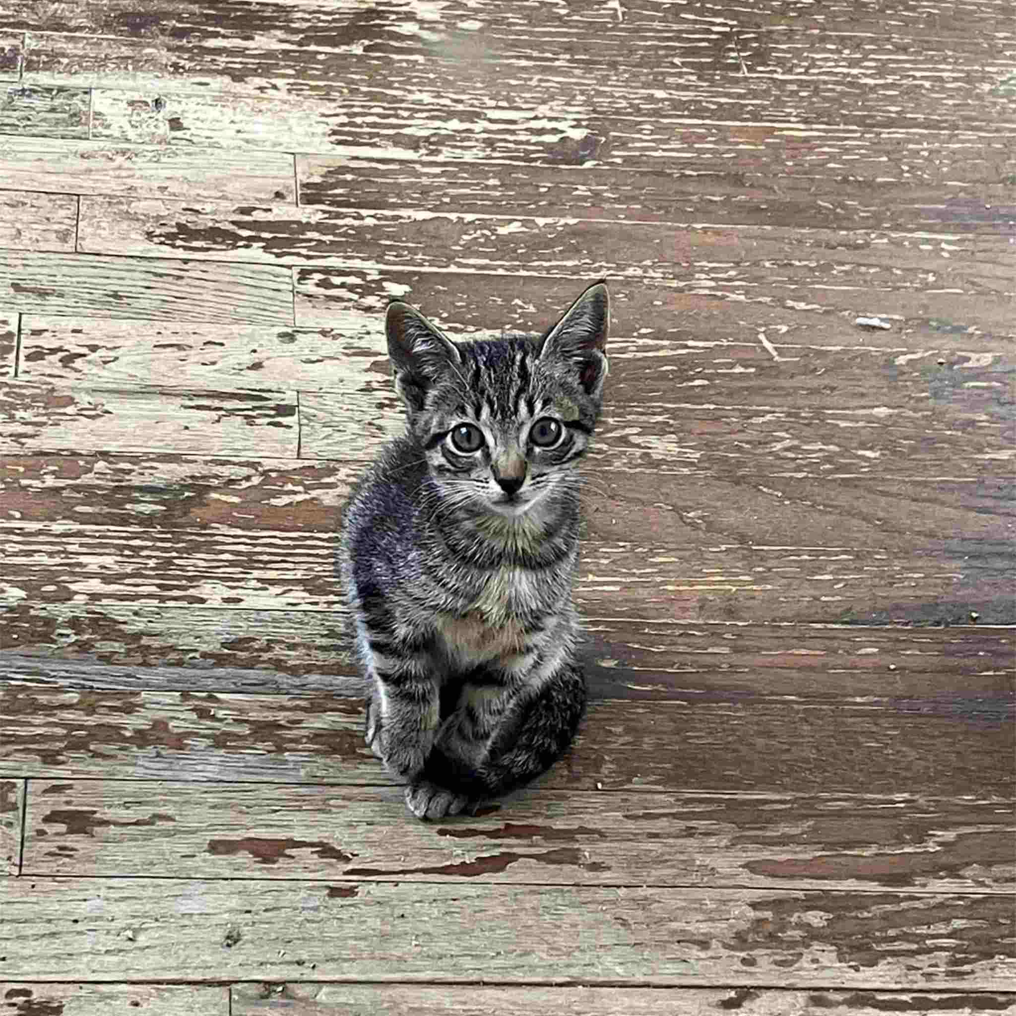 Cricket, a Adoptable Domestic Short Hair in Colbert, GA image 5/6