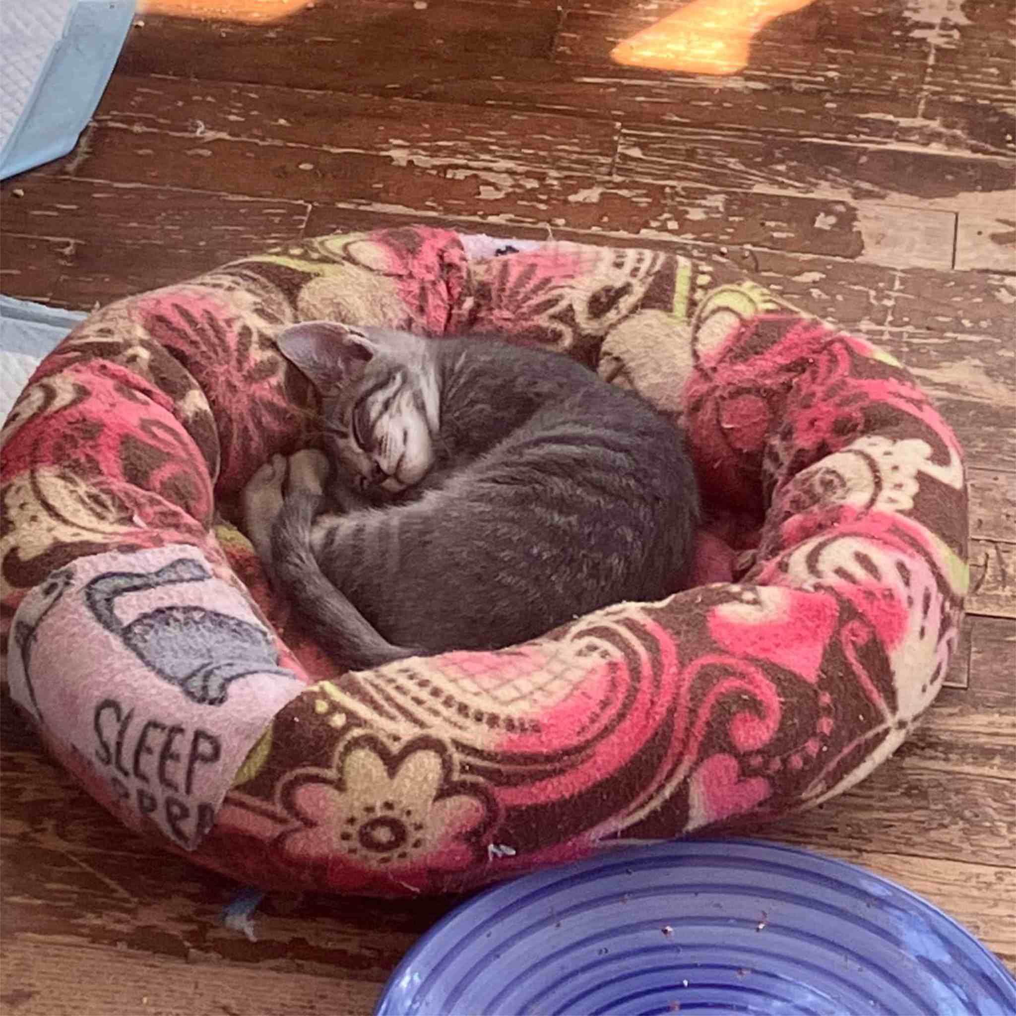 Cricket, a Adoptable Domestic Short Hair in Colbert, GA image 6/6