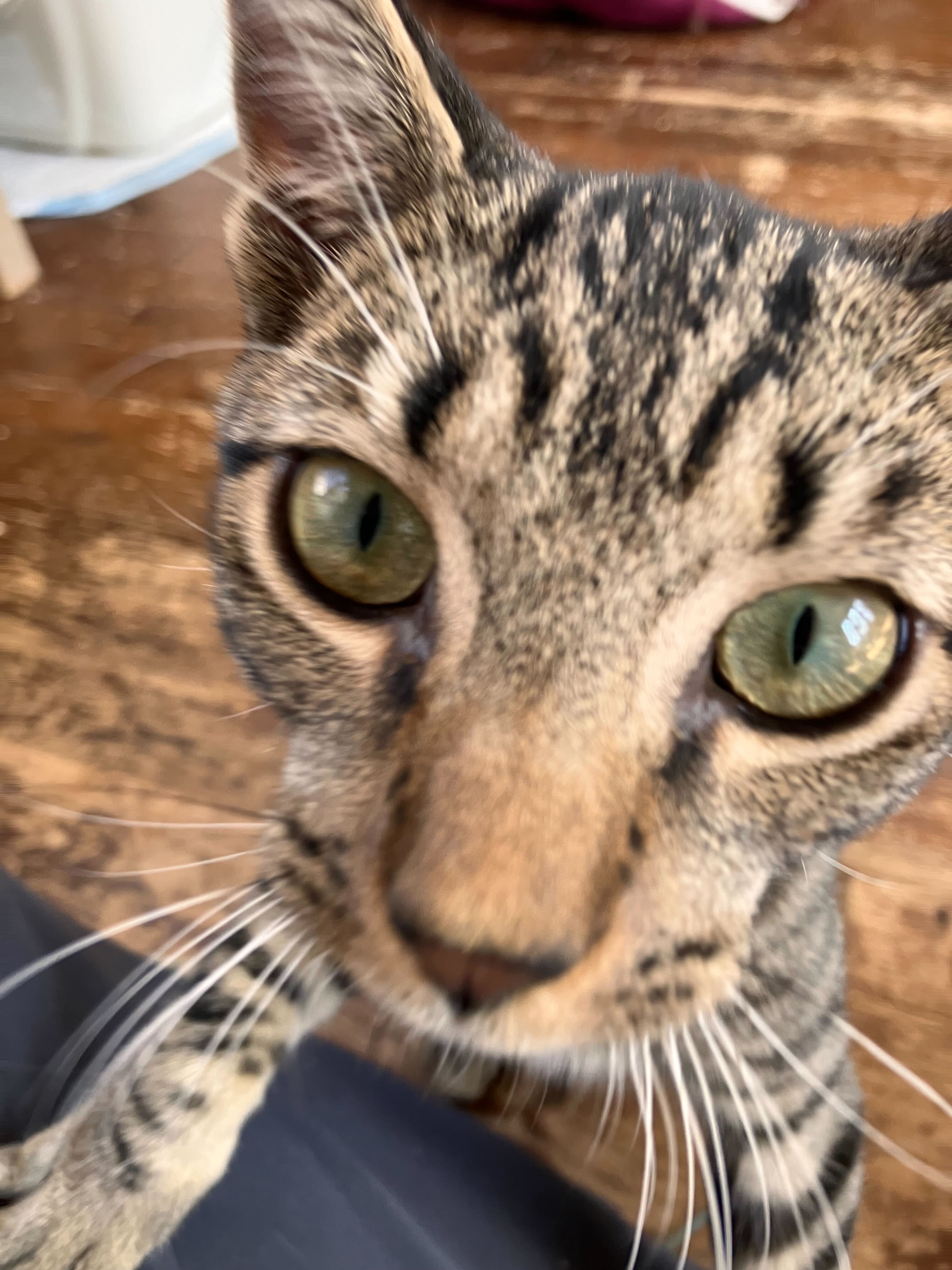 Cricket, a Adoptable Domestic Short Hair in Colbert, GA image 3/6