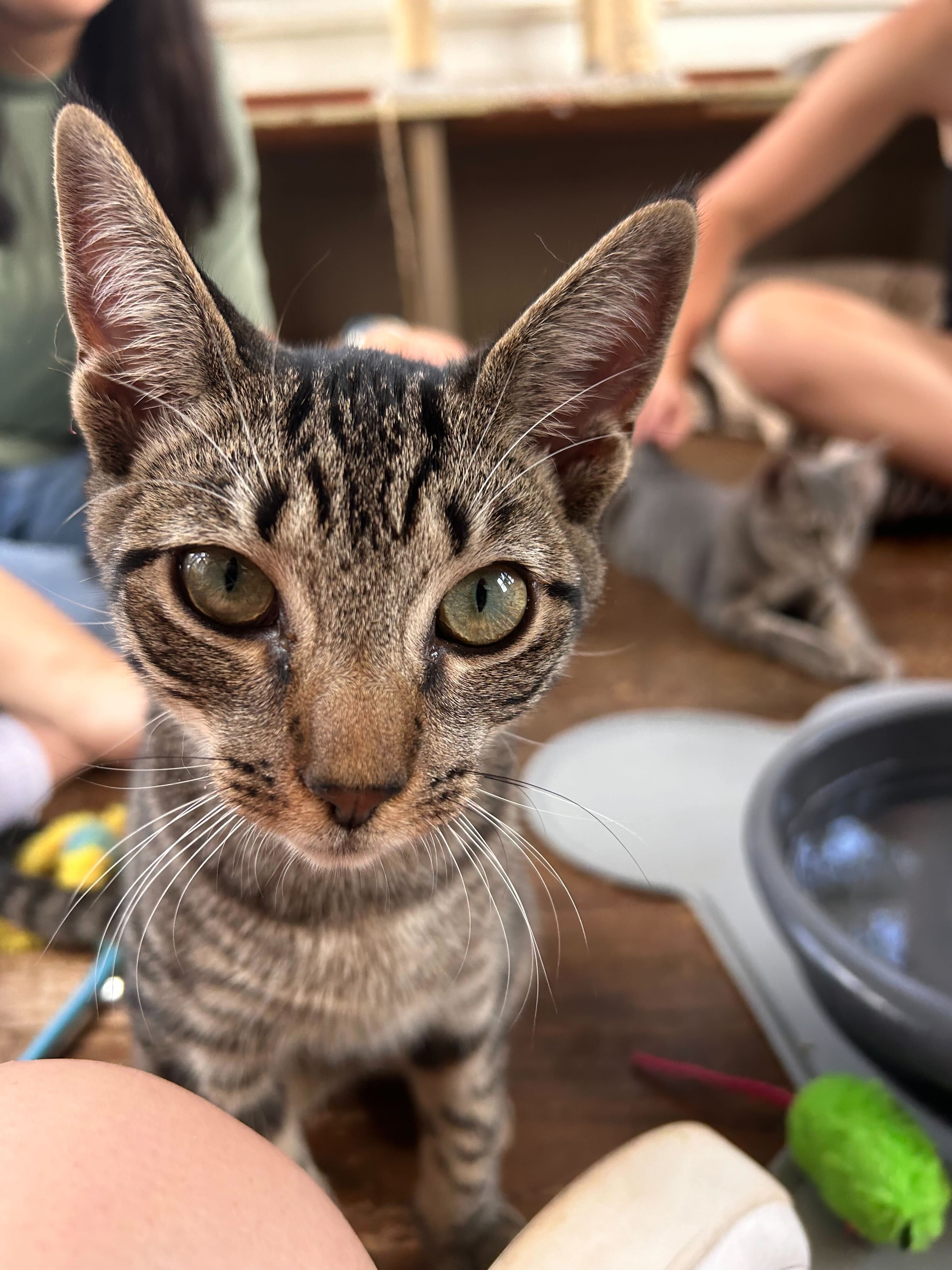 Cricket, Young Male Domestic Short Hair
