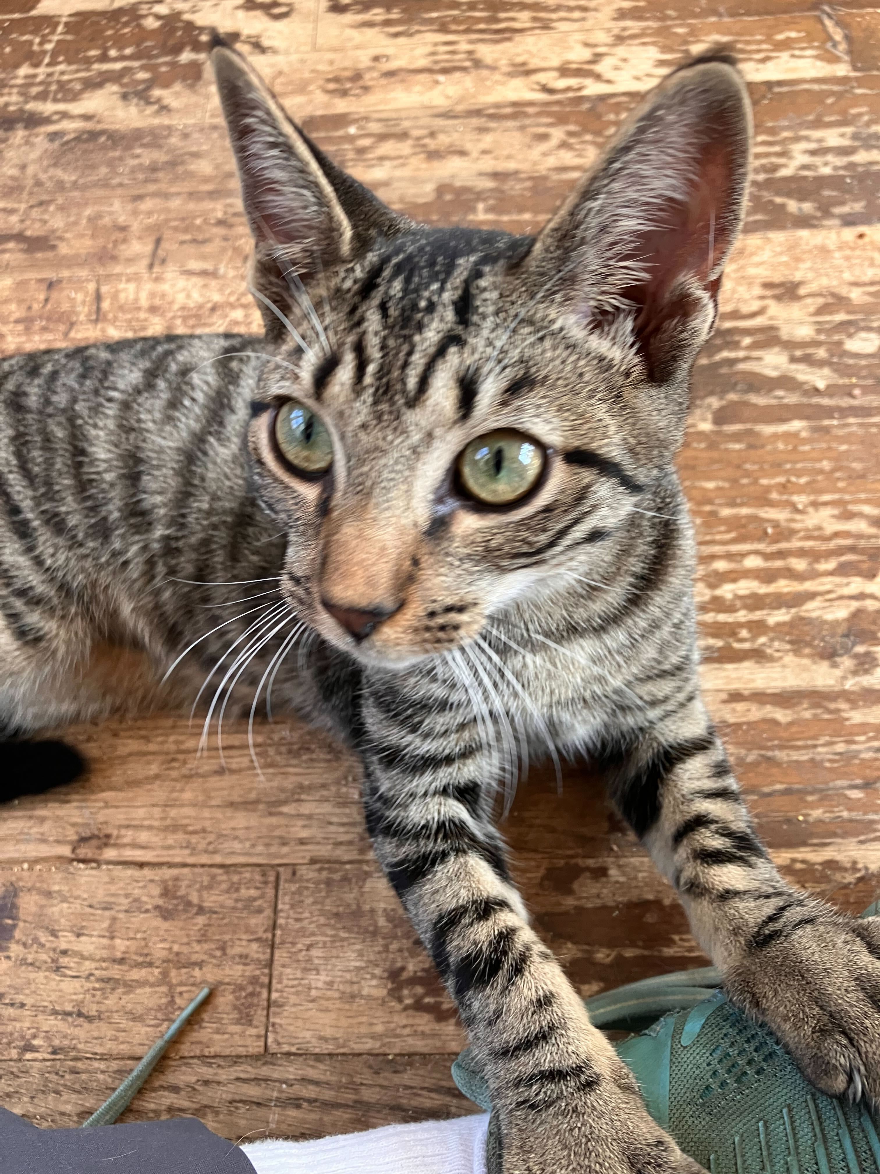 Cricket, a Adoptable Domestic Short Hair in Colbert, GA image 2/6