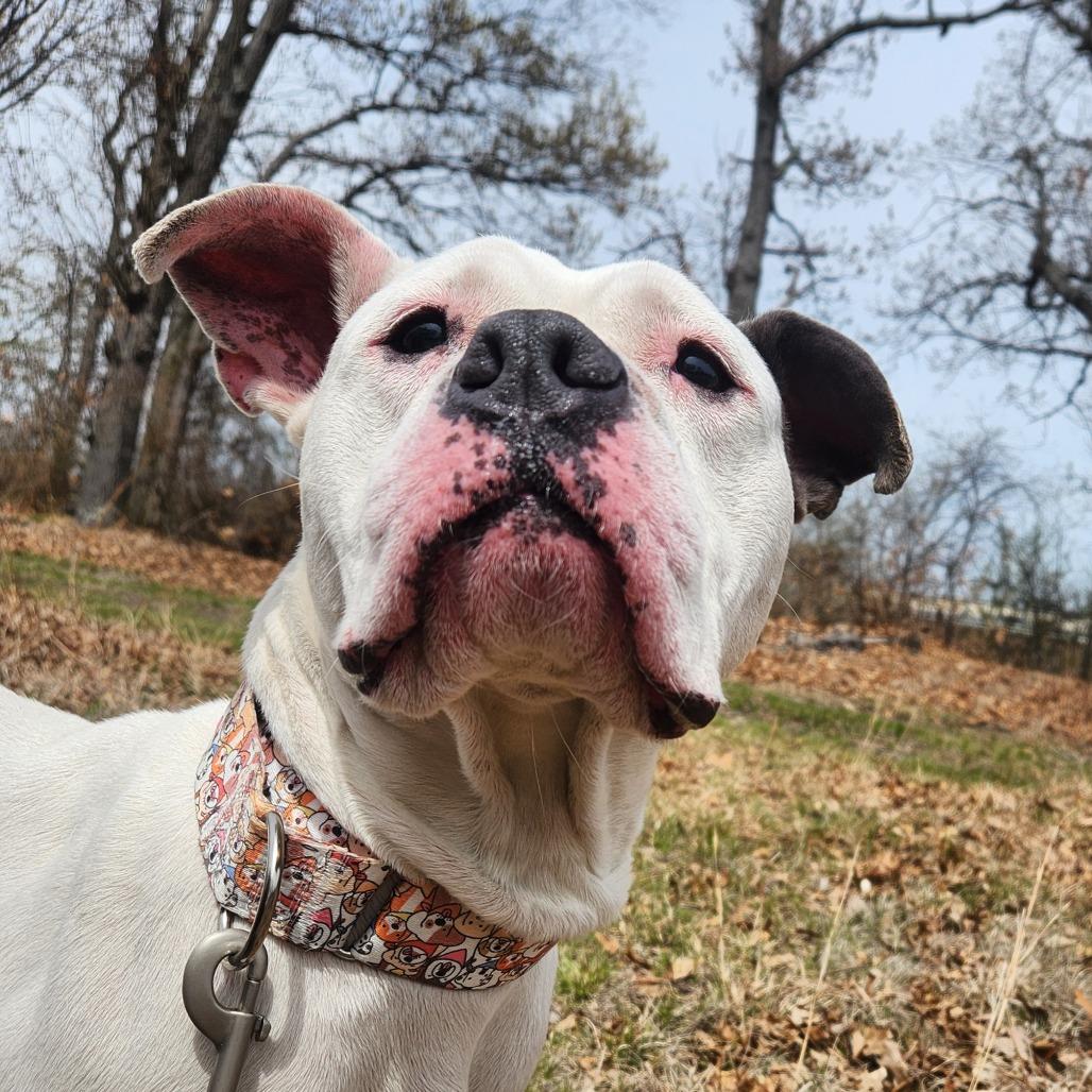 Enlarge Rue, a Adoptable English Bulldog in Warwick, RI image 1/4