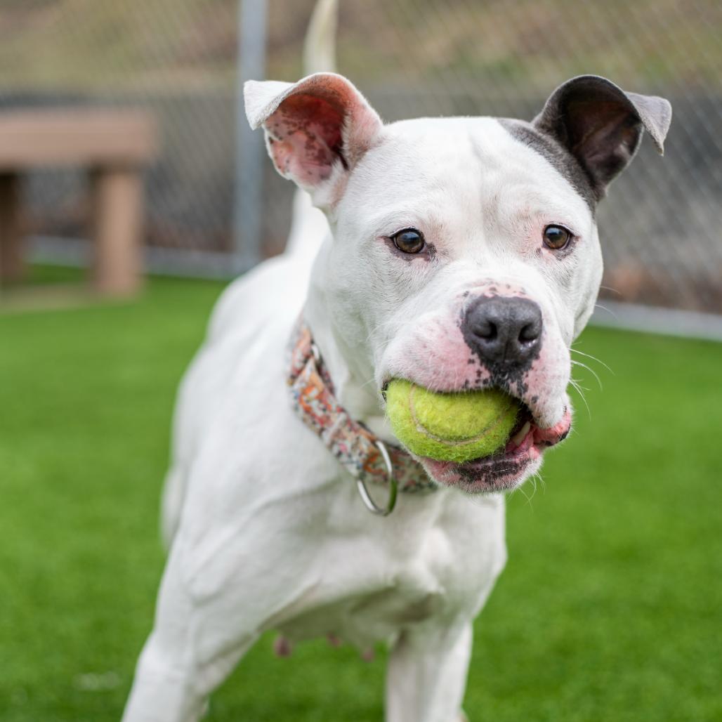Enlarge Rue, a Adoptable English Bulldog in Warwick, RI image 2/4