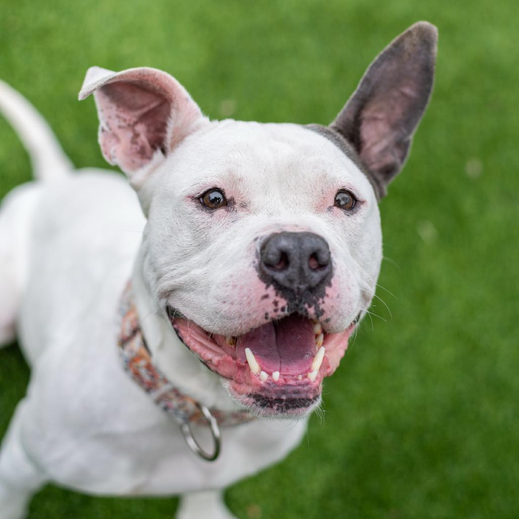 Enlarge Rue, a Adoptable English Bulldog in Warwick, RI image 3/4
