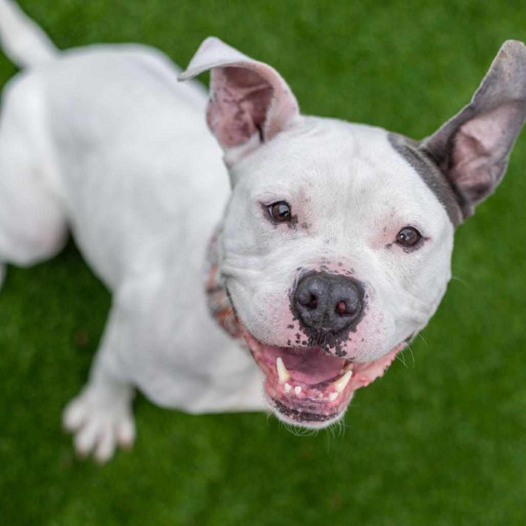 Enlarge Rue, a Adoptable English Bulldog in Warwick, RI image 4/4