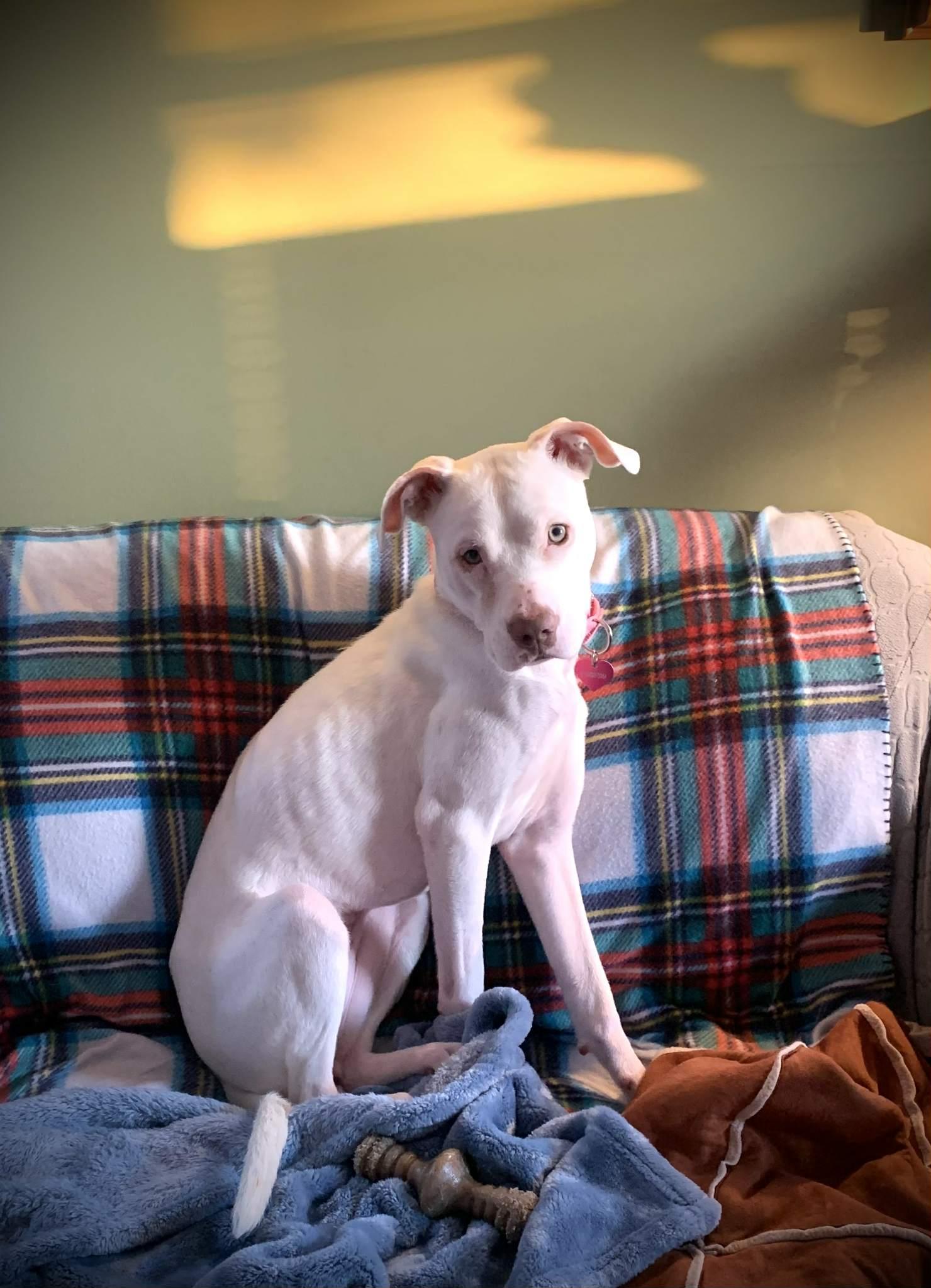 Enlarge Peppermint Patti, a Adoptable Pit Bull Terrier in Catasauqua, PA image 1/3