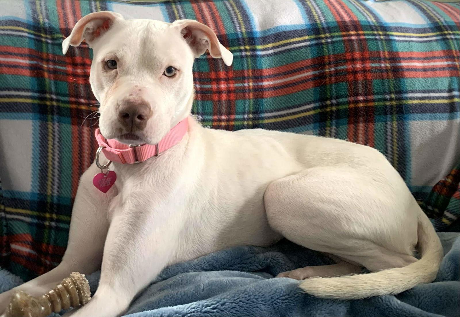 Enlarge Peppermint Patti, a Adoptable Pit Bull Terrier in Catasauqua, PA image 2/3