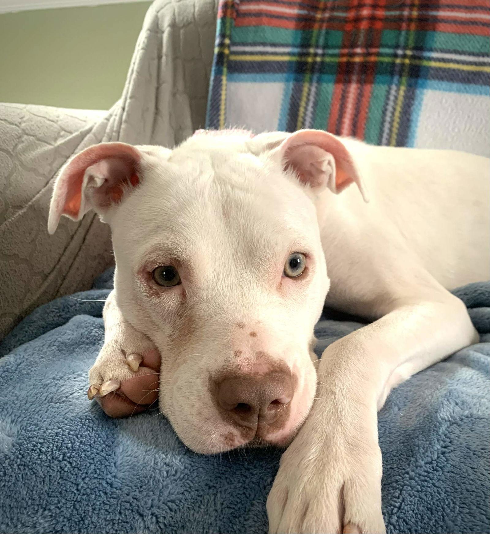 Enlarge Peppermint Patti, a Adoptable Pit Bull Terrier in Catasauqua, PA image 3/3