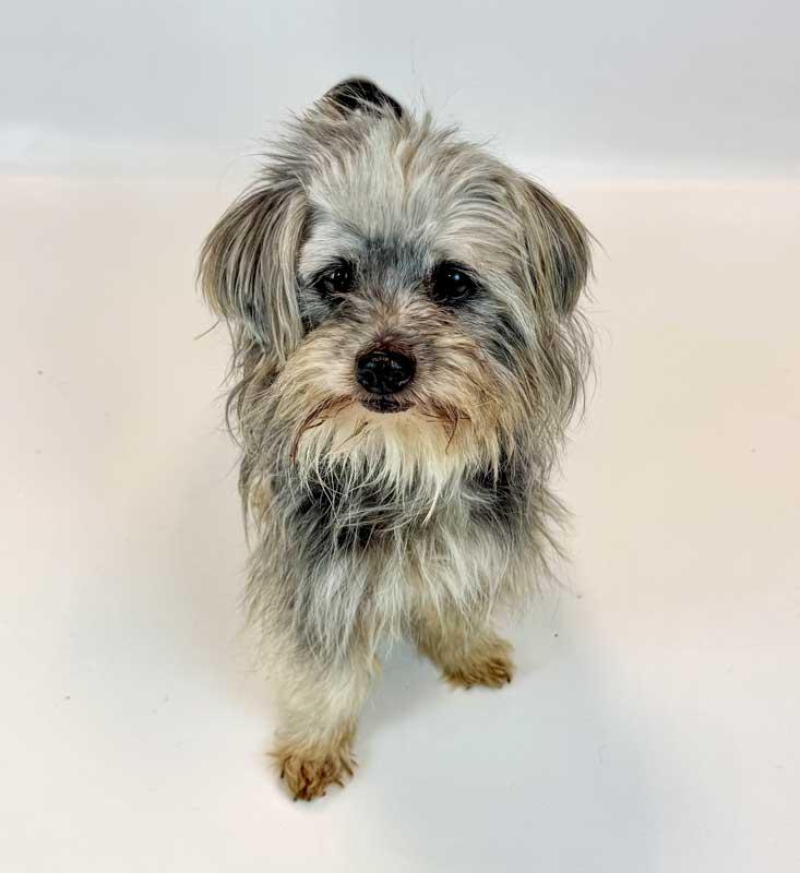 Rae, a ADOPTABLE mixed breed in Kennesaw, GA image 6/6