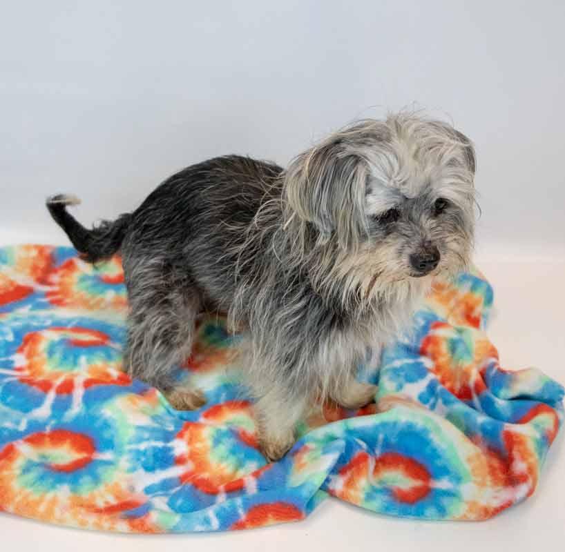 Rae, a ADOPTABLE mixed breed in Kennesaw, GA image 3/6