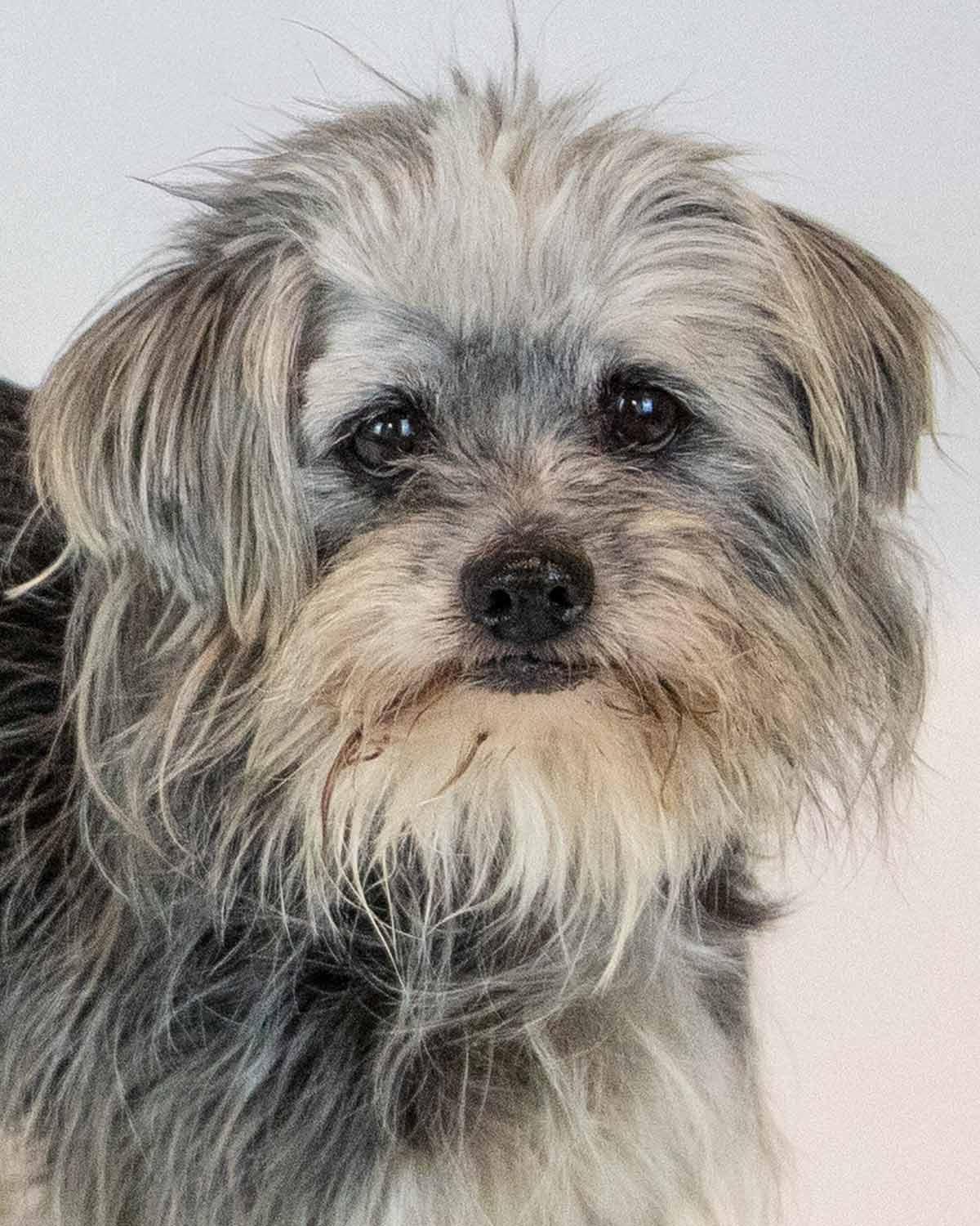 Rae, a ADOPTABLE mixed breed in Kennesaw, GA image 1/6