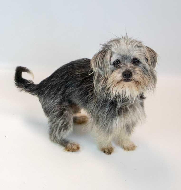 Rae, a ADOPTABLE mixed breed in Kennesaw, GA image 5/6