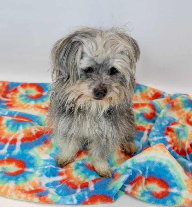 Rae, a ADOPTABLE mixed breed in Kennesaw, GA image 2/6