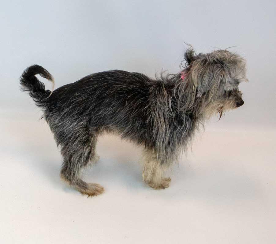 Rae, a ADOPTABLE mixed breed in Kennesaw, GA image 4/6