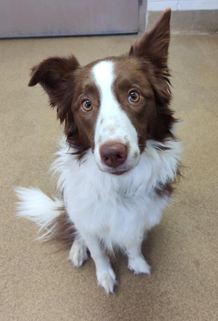 Enlarge Tootsie - In Foster, a Adoptable Border Collie in Grand Forks, ND image 1/1