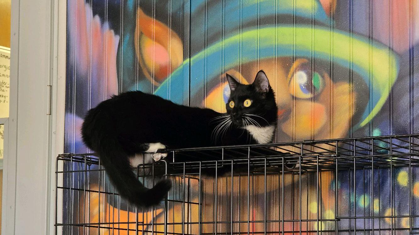 Cinder, Adoptable, Young Female Domestic Short Hair.