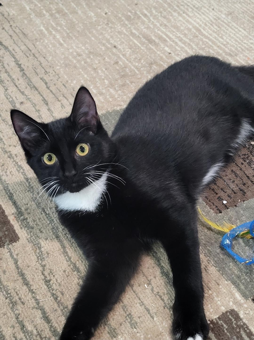 Enlarge Cinder, a Adoptable Domestic Short Hair in Bethel Park, PA image 2/3