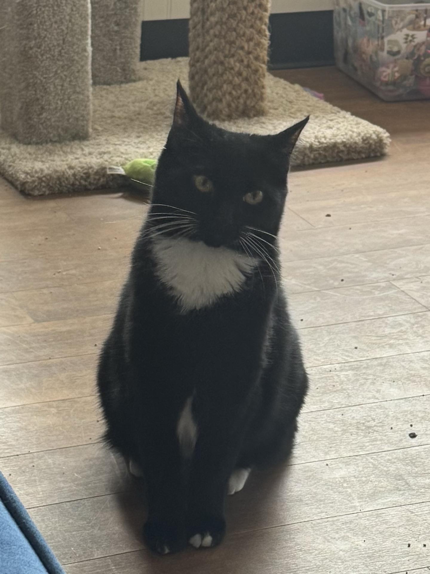 Enlarge Cinder, a Adoptable Domestic Short Hair in Bethel Park, PA image 3/3