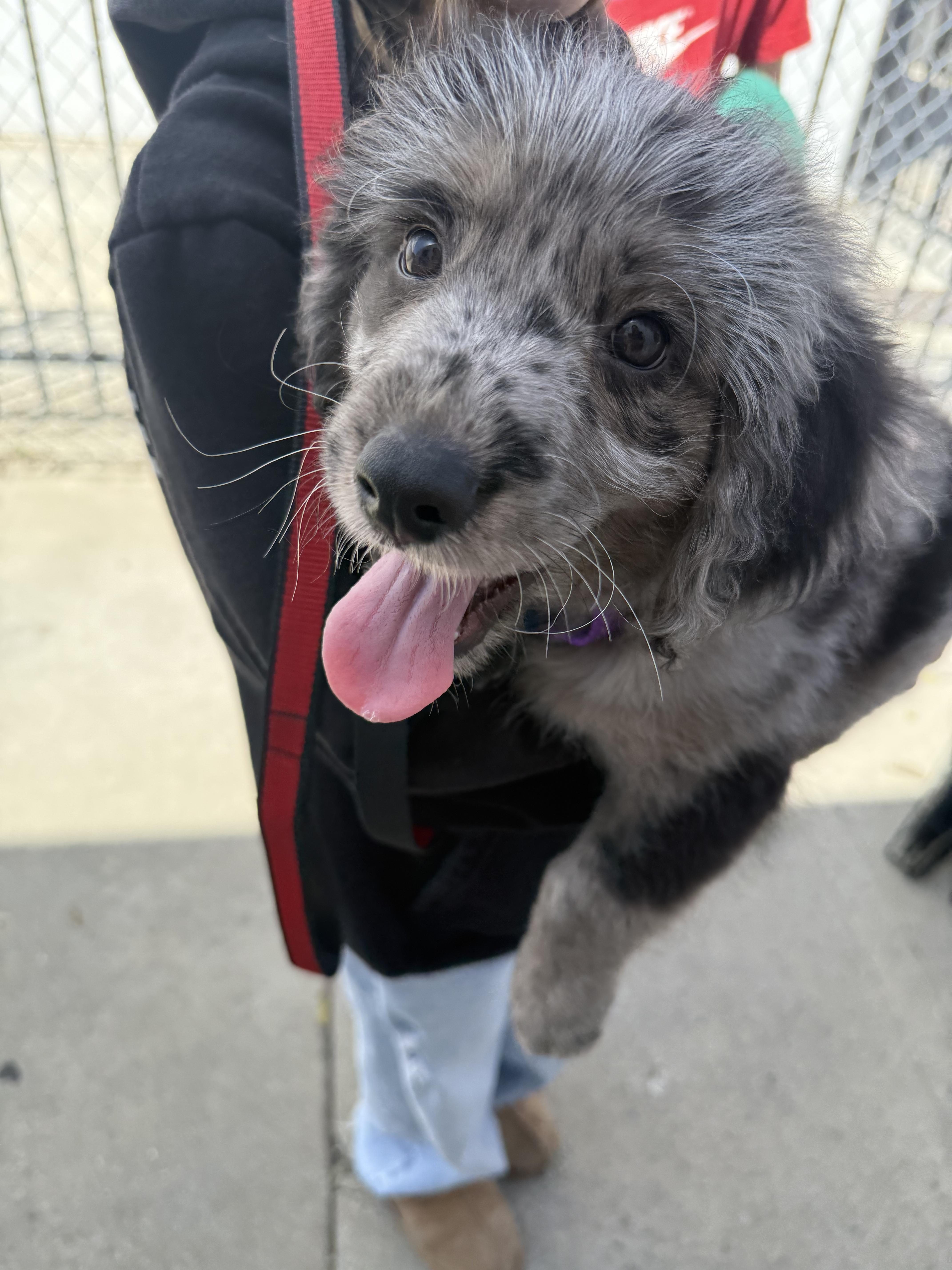 Enlarge Tigre, a Adoptable mixed breed in Pasadena, CA image 1/6