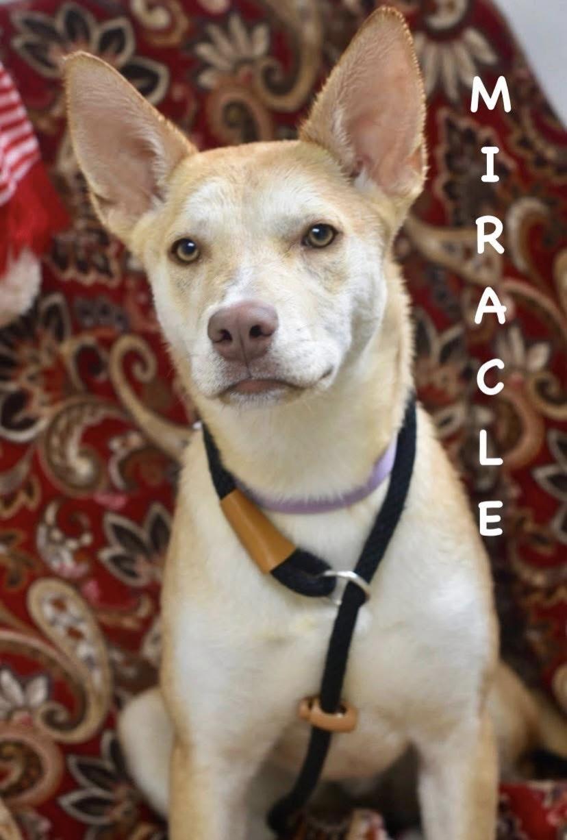 MIRACLE, an adopted mixed breed in Bowling Green, OH image 4/6