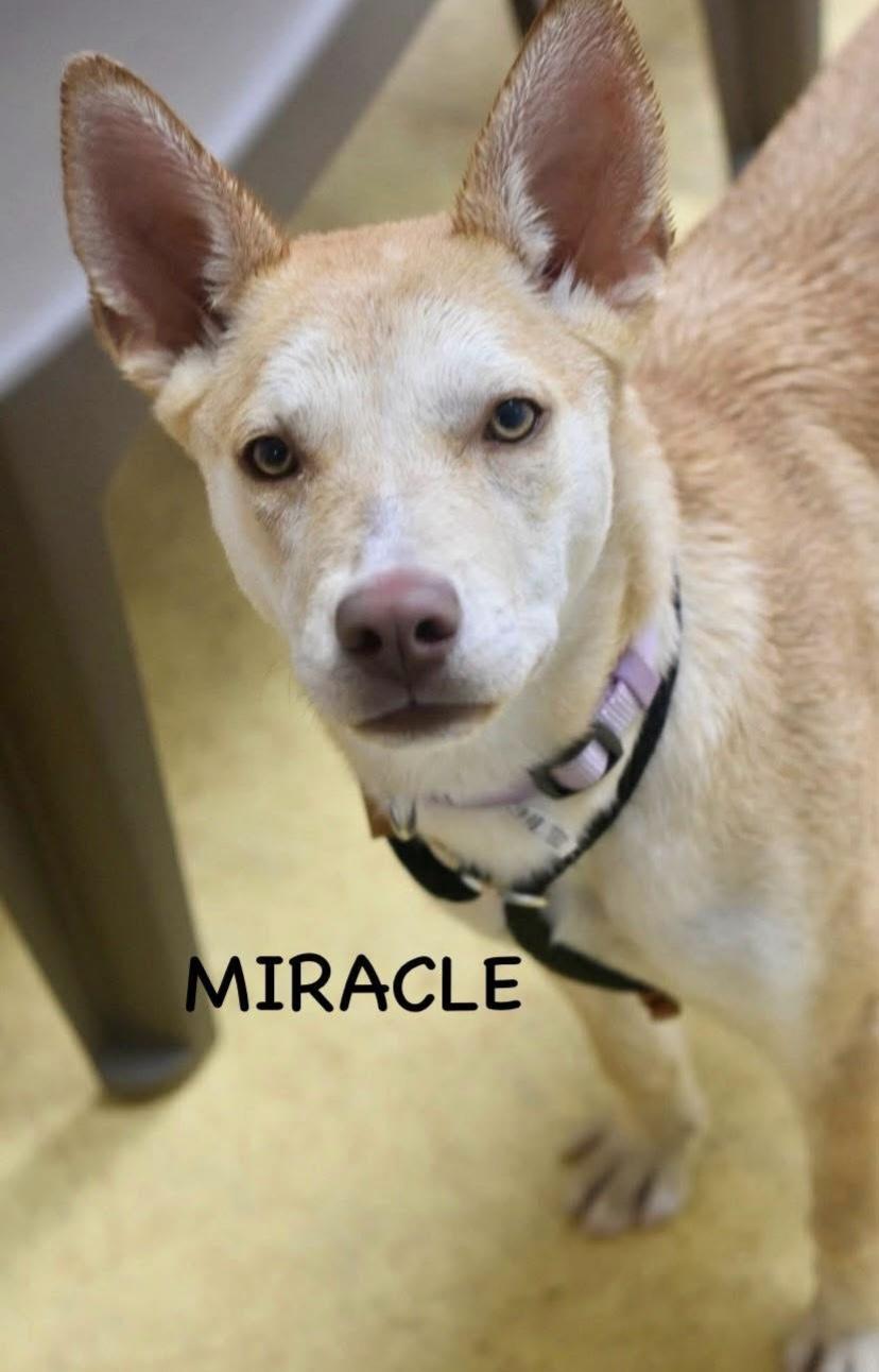 MIRACLE, an adopted mixed breed in Bowling Green, OH image 3/6