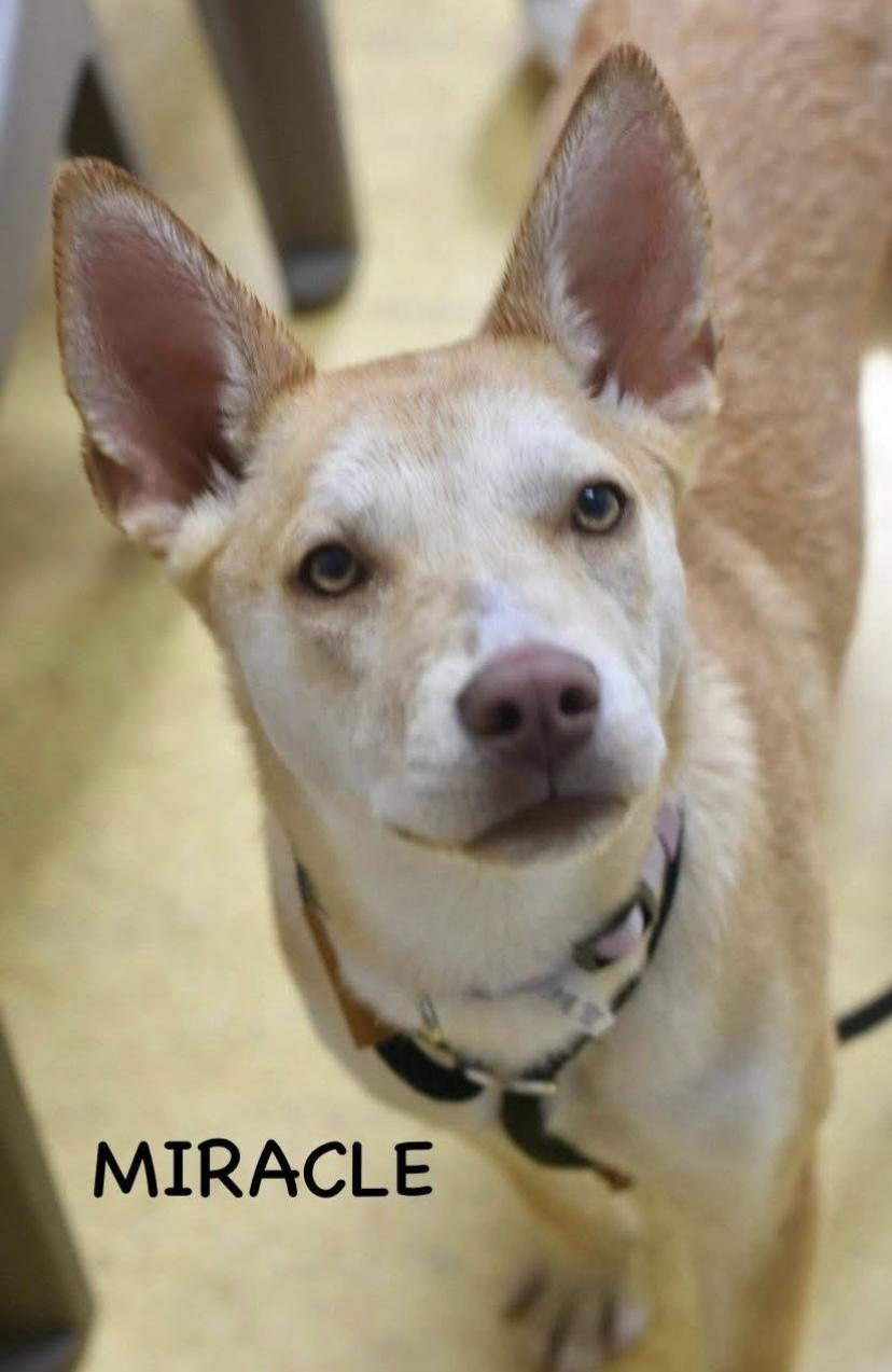 MIRACLE, an adopted mixed breed in Bowling Green, OH image 5/6