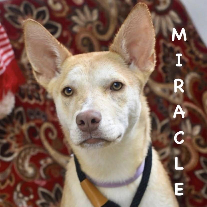 MIRACLE, an adopted mixed breed in Bowling Green, OH image 1/6
