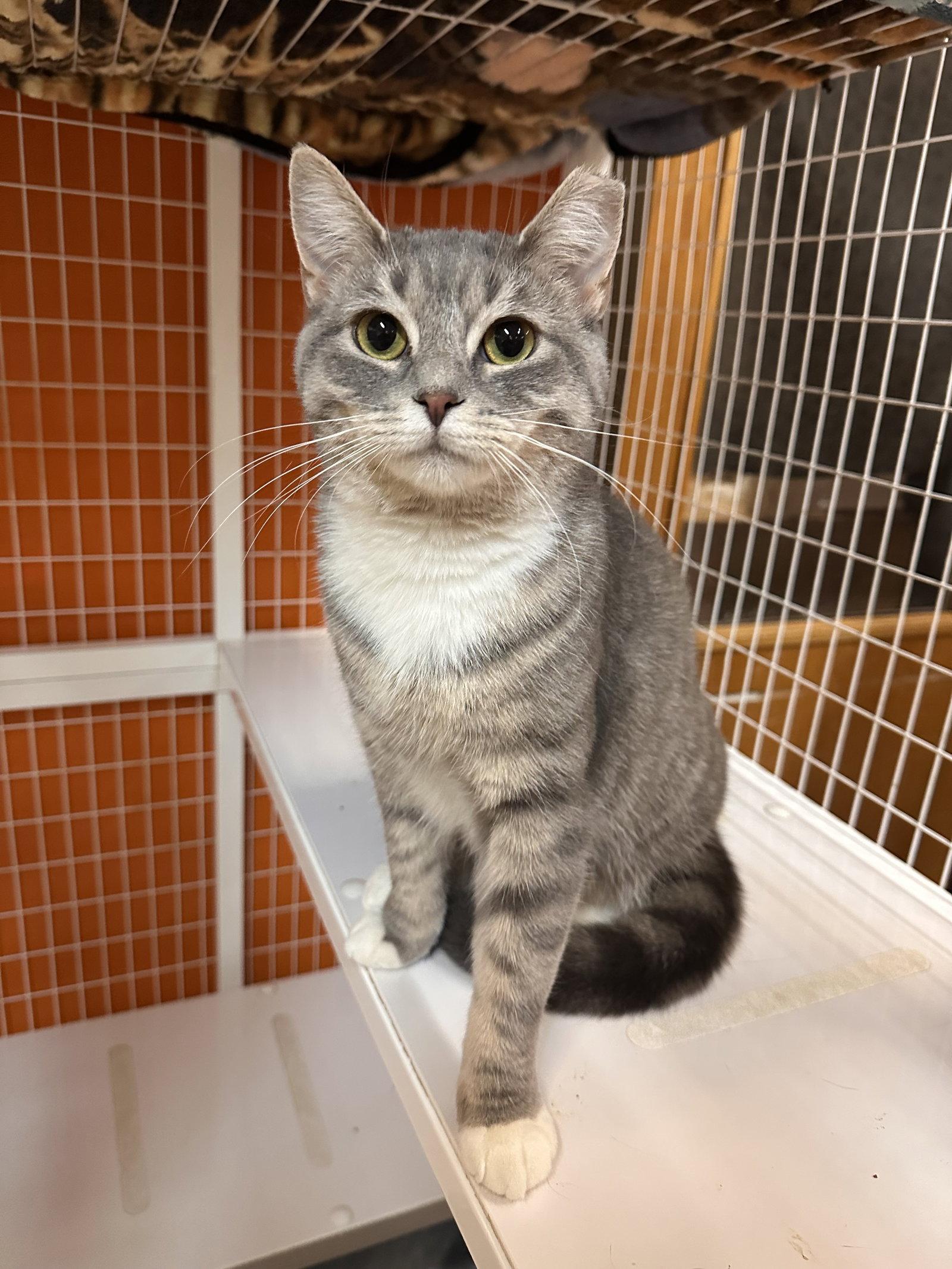 Enlarge Pumpkin Spice, a Adoptable Domestic Short Hair in Blasdell, NY image 1/1