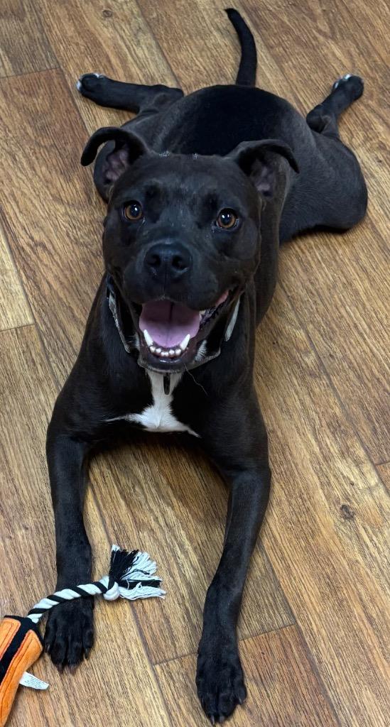 Enlarge Laezel, a Adoptable Mixed Breed in Ocala, FL image 1/1