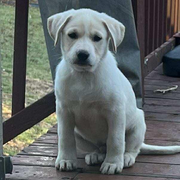 Spot, Adoptable, Puppy Male Great Pyrenees & Labrador Retriever.