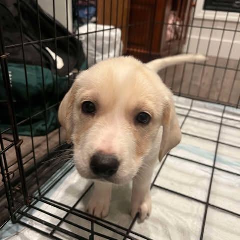 Enlarge Spot, a Adoptable mixed breed in Overland Park, KS image 2/4