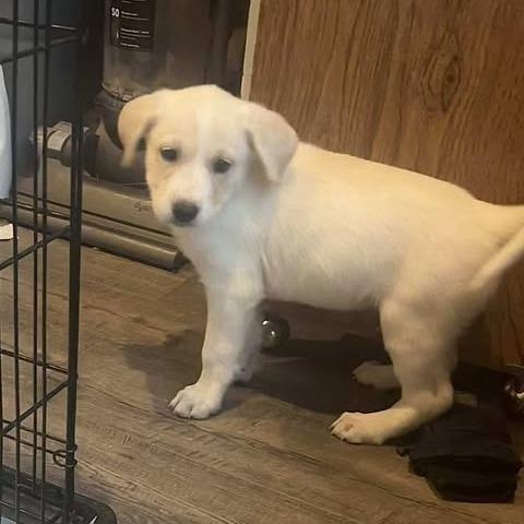 Enlarge Spot, a Adoptable mixed breed in Overland Park, KS image 3/4