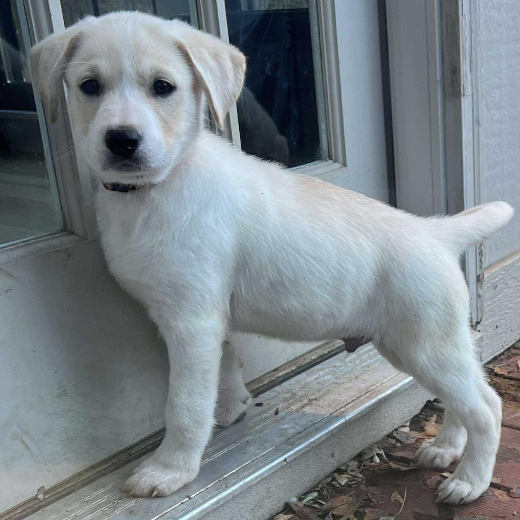 Enlarge Spot, a Adoptable mixed breed in Overland Park, KS image 4/4
