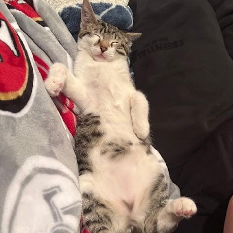 Enlarge Purdy, an adopted mixed breed in Antioch, CA image 1/5