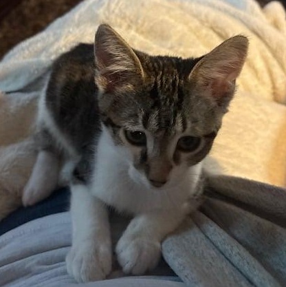 Enlarge Purdy, an adopted mixed breed in Antioch, CA image 2/5