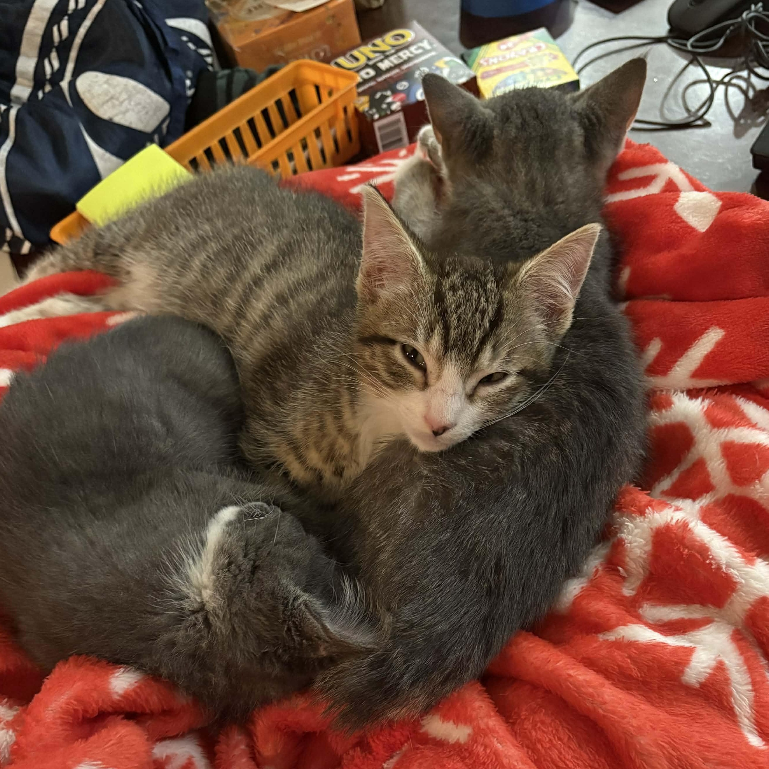 Enlarge Purdy, an adopted mixed breed in Antioch, CA image 3/5