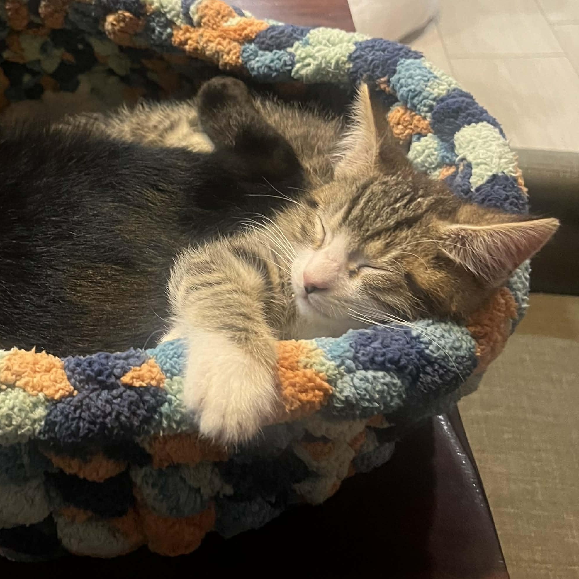 Enlarge Purdy, an adopted mixed breed in Antioch, CA image 4/5