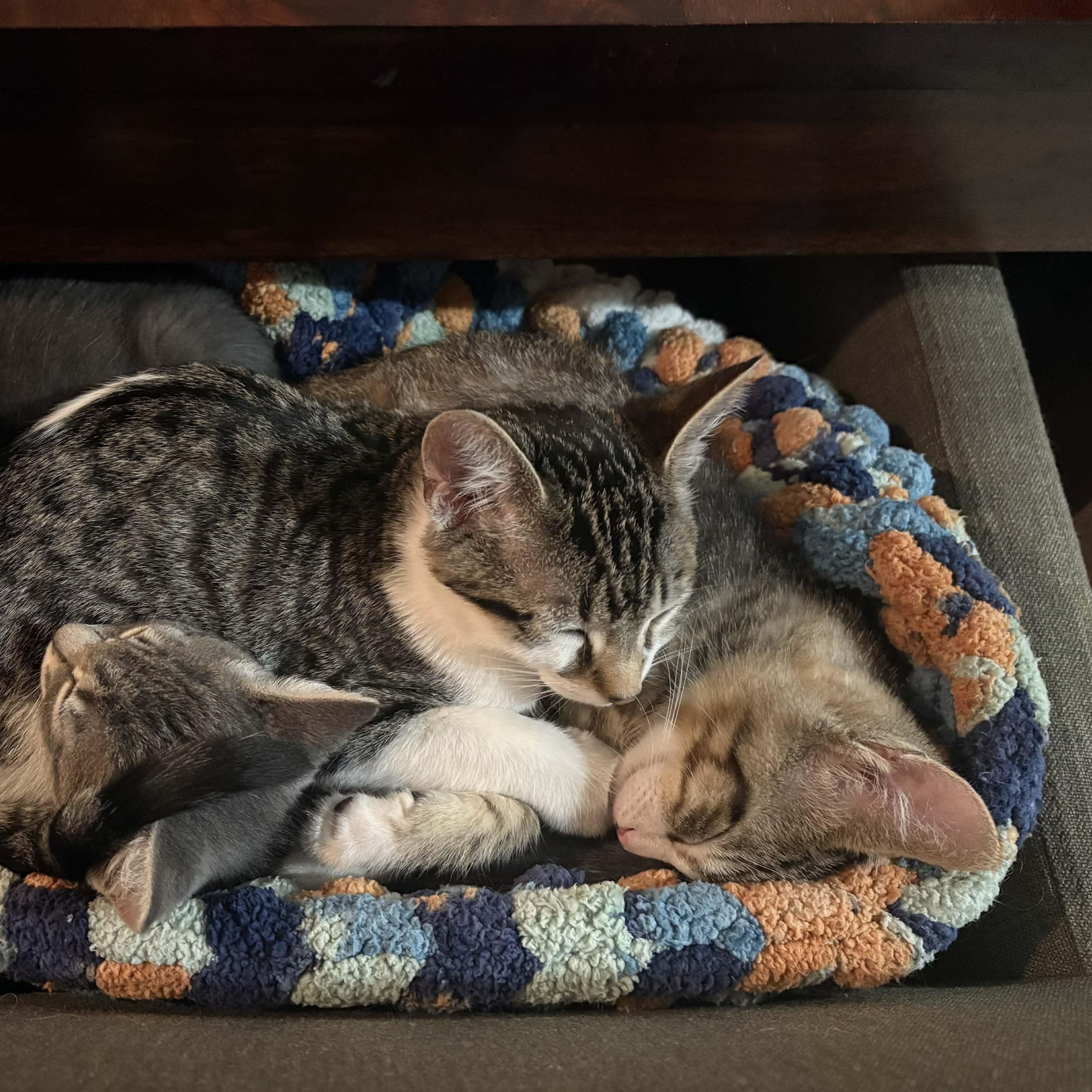 Enlarge Purdy, an adopted mixed breed in Antioch, CA image 5/5