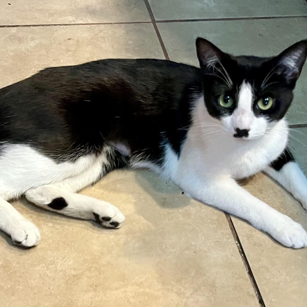 Jady, a Adoptable Domestic Short Hair in Middle Village, NY image 1/3