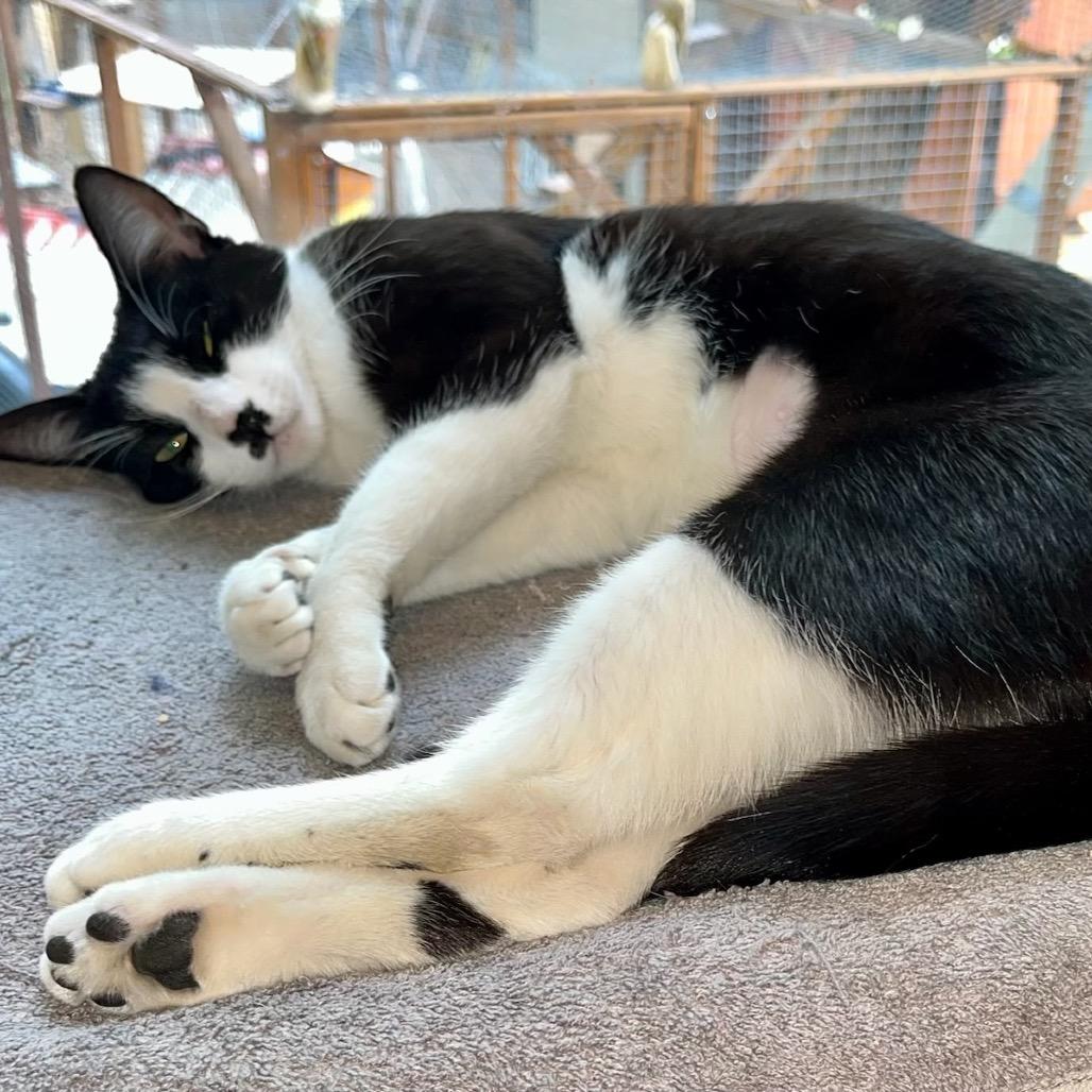 Jady, a Adoptable Domestic Short Hair in Middle Village, NY image 2/3