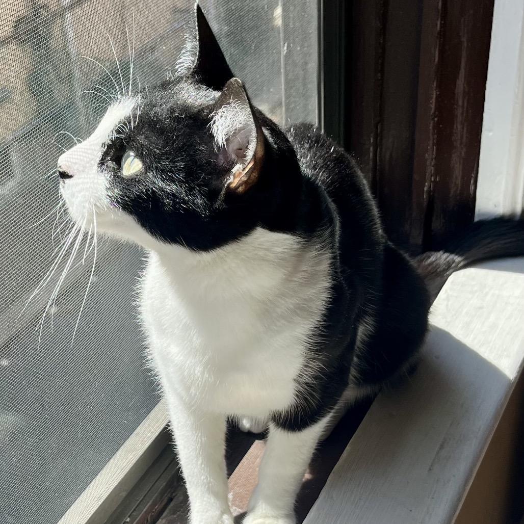 Jady, a Adoptable Domestic Short Hair in Middle Village, NY image 3/3