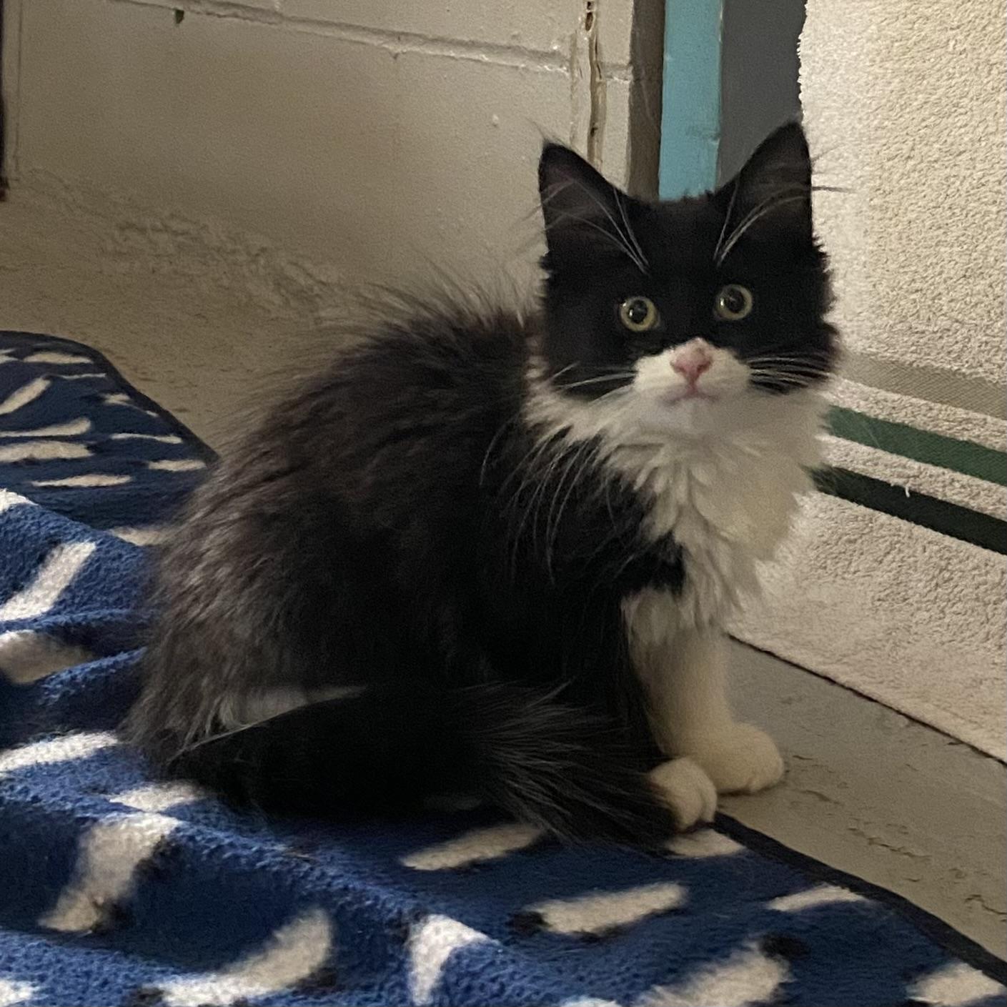Enlarge Zoro, an adopted Domestic Long Hair in Stanstead, QC image 1/3
