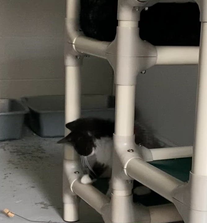 Enlarge Zoro, an adopted Domestic Long Hair in Stanstead, QC video 3/3