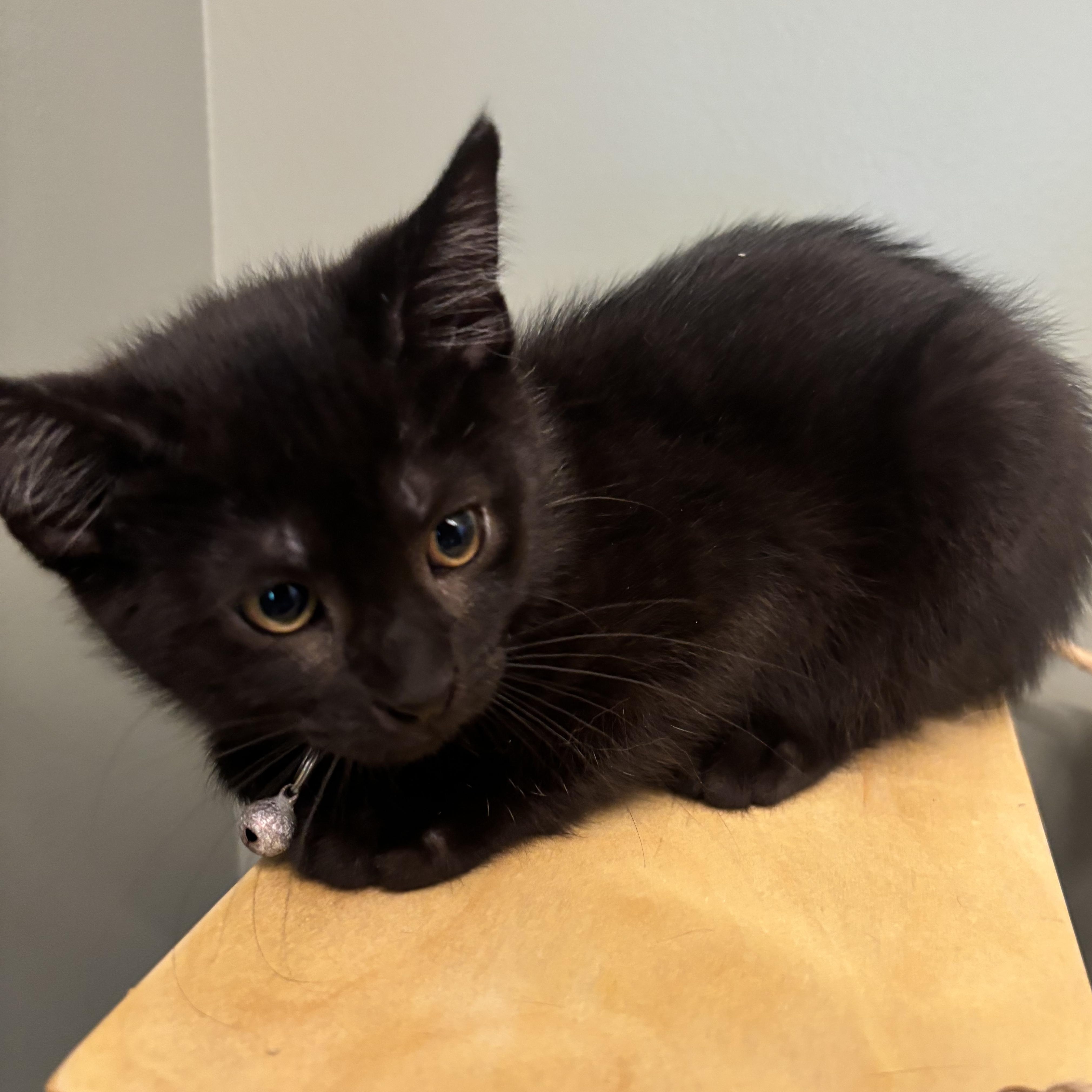 Gruff, Adopted, Young Male Domestic Short Hair.