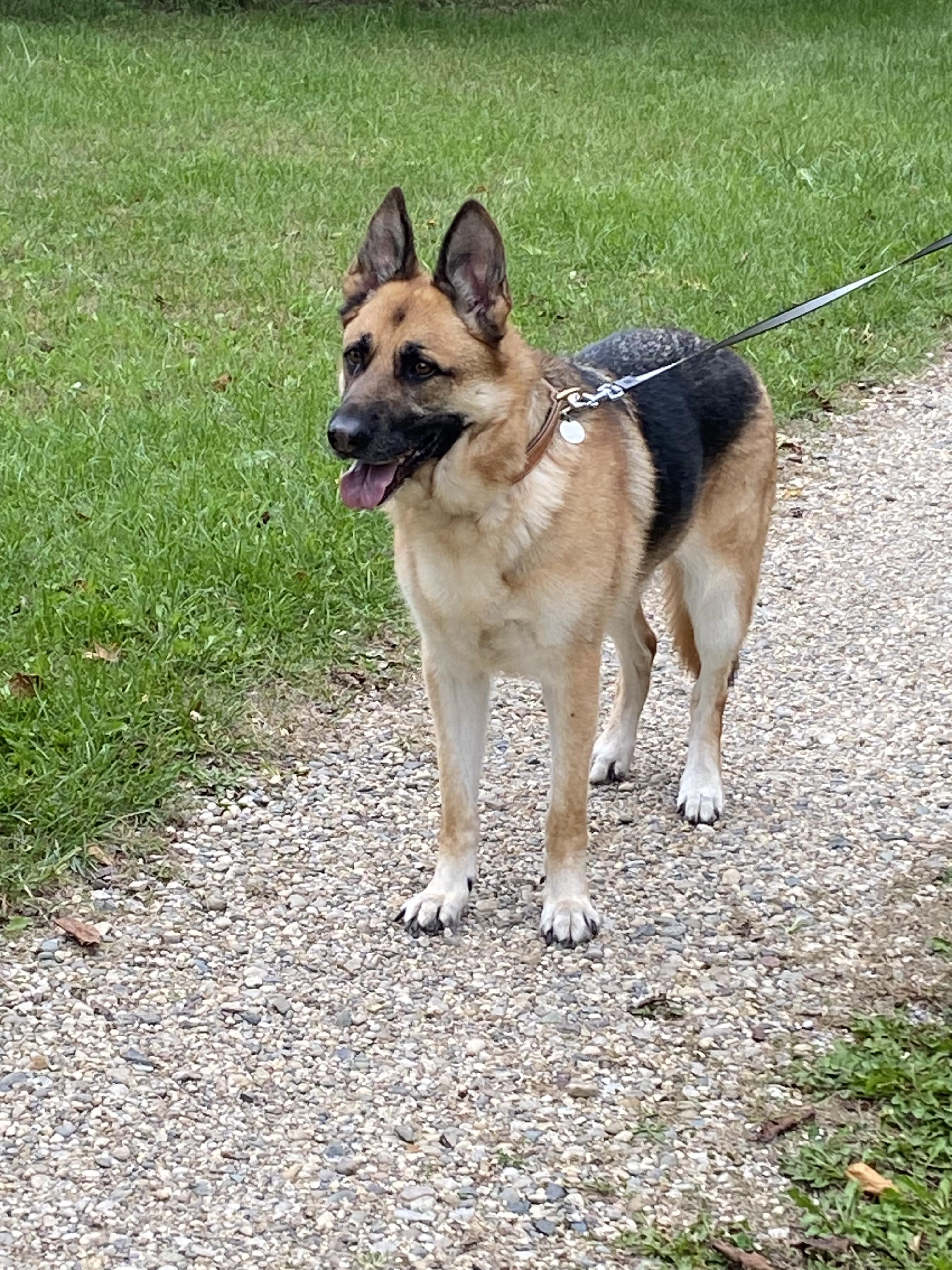 Enlarge Ruger, a Adoptable German Shepherd Dog in Paw Paw, MI image 2/3