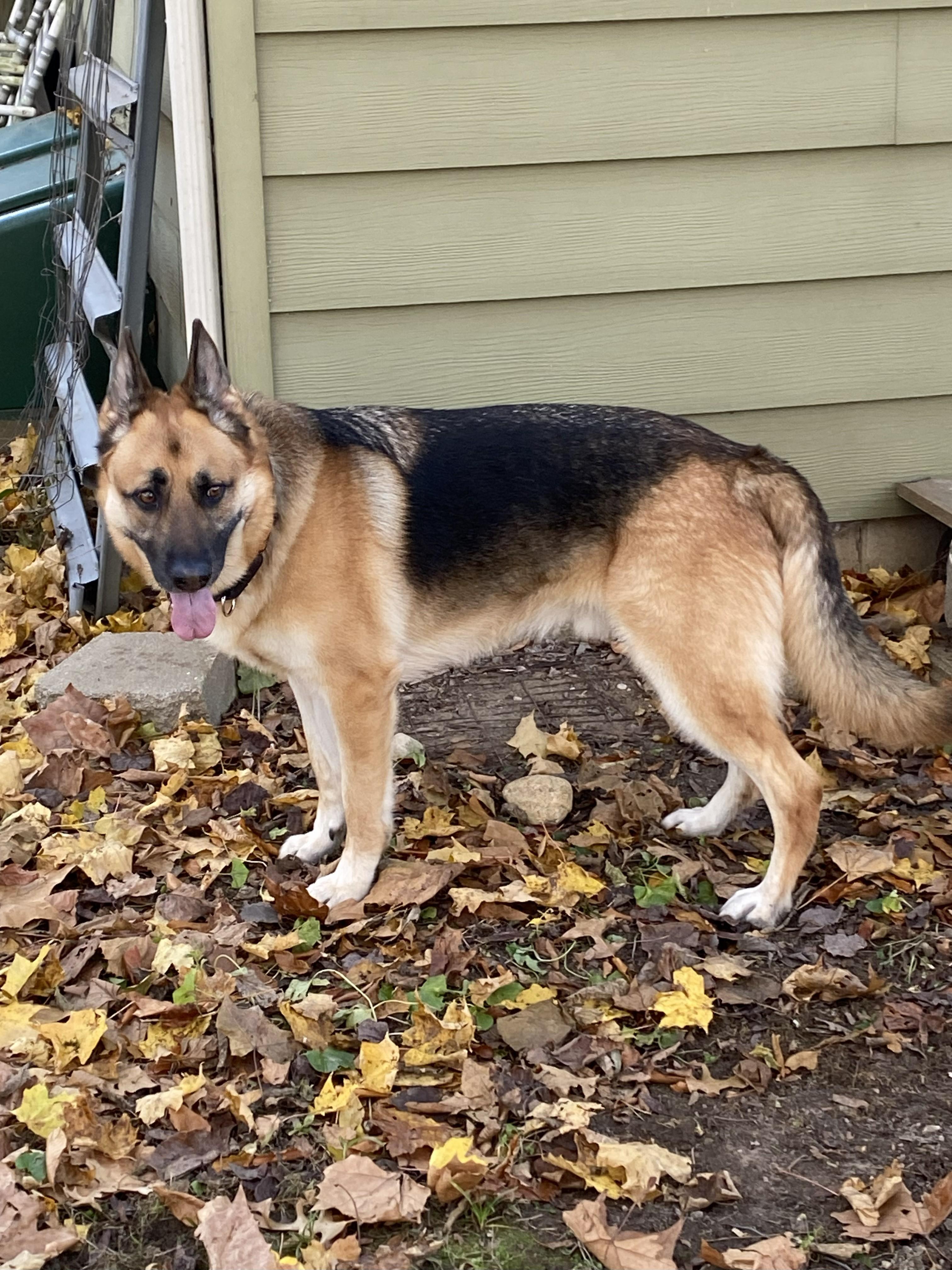 Enlarge Ruger, a Adoptable German Shepherd Dog in Paw Paw, MI image 3/3