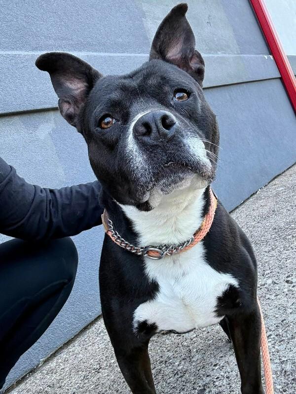 Enlarge Rey Mysterio, a ADOPTABLE Mixed Breed in Miamitown, OH image 2/4