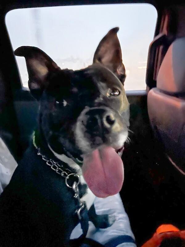 Enlarge Rey Mysterio, a ADOPTABLE Mixed Breed in Miamitown, OH image 4/4